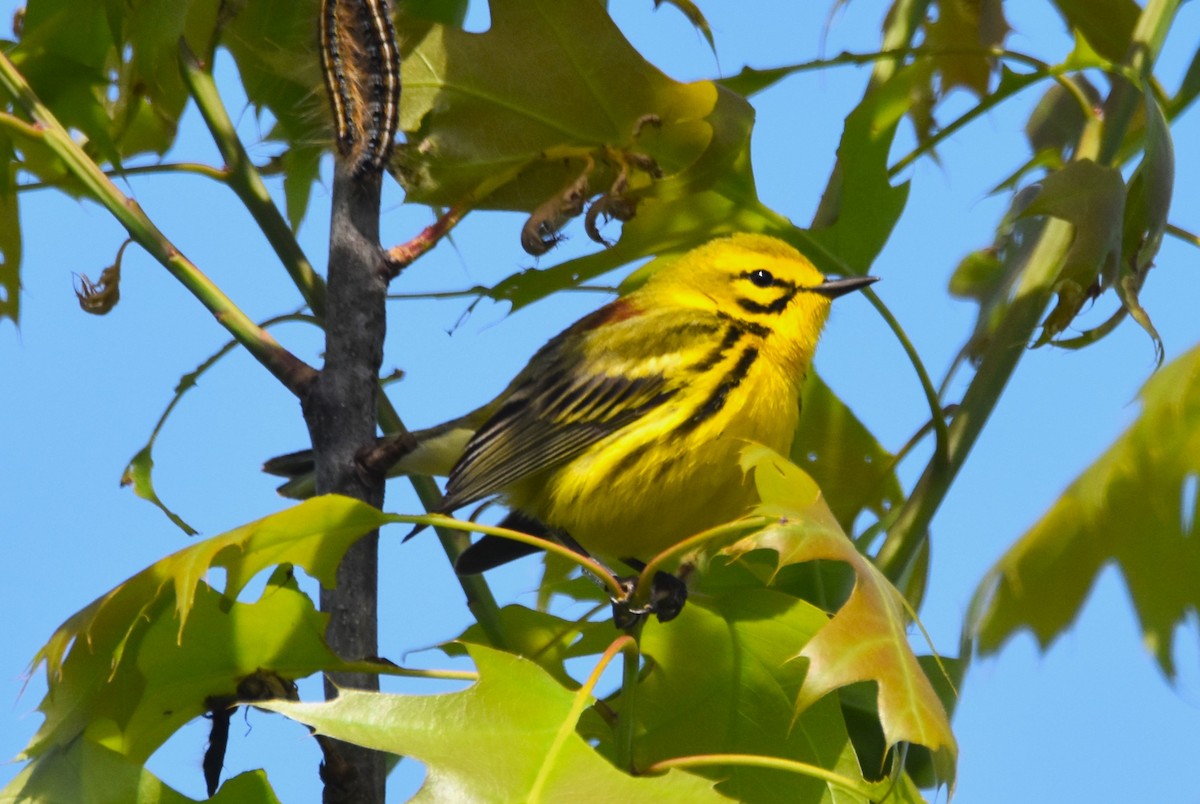 Prairie Warbler - Old Sam Peabody