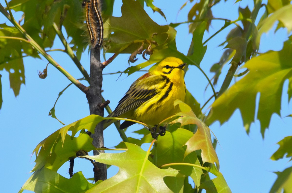 Prairie Warbler - Old Sam Peabody