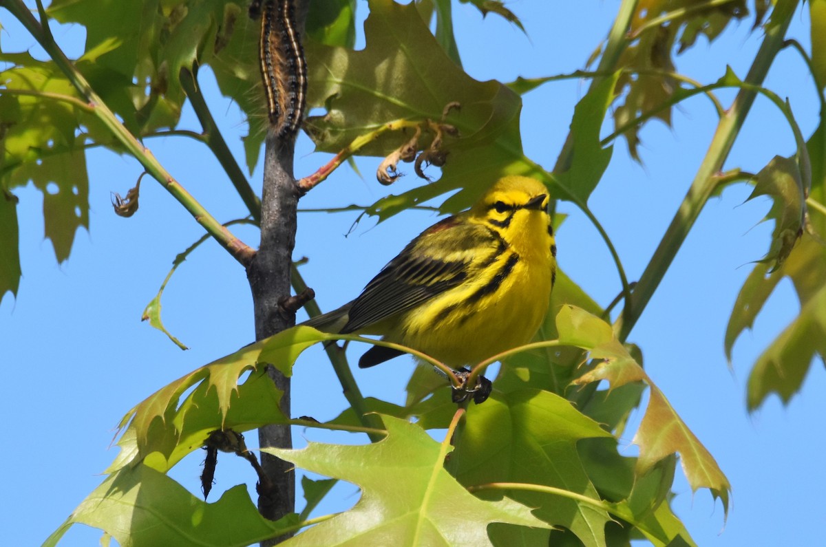 Prairie Warbler - Old Sam Peabody