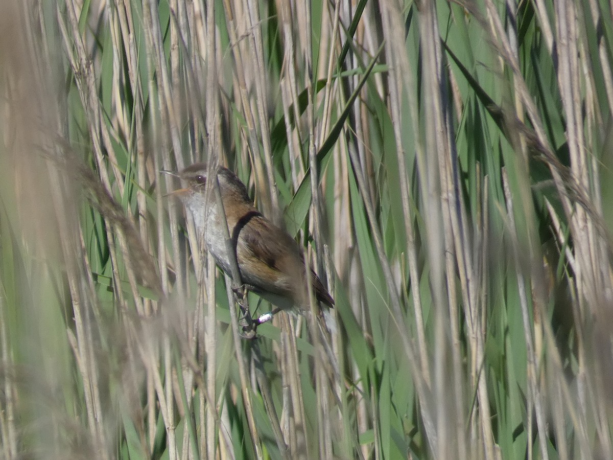 Moustached Warbler - Xavier Parra Cuenca