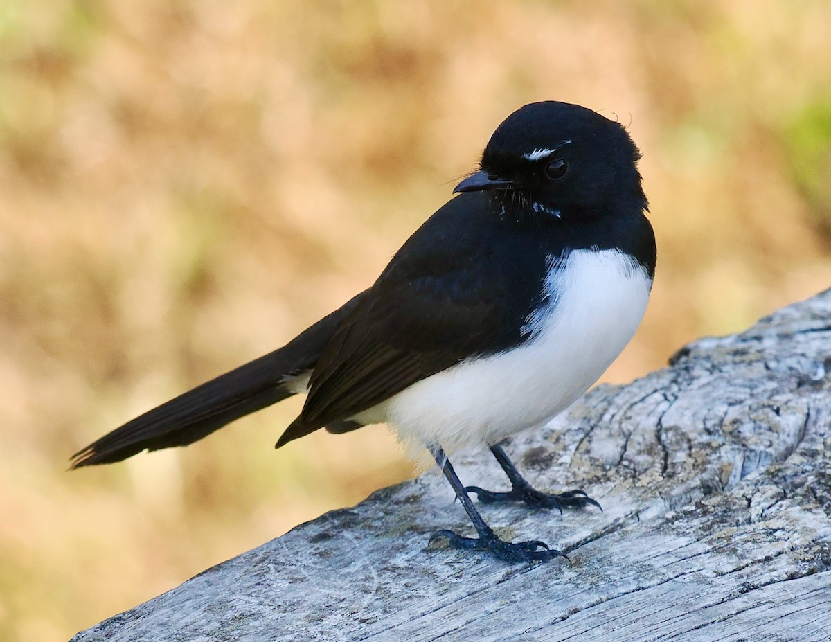 Willie-wagtail - Ken Glasson