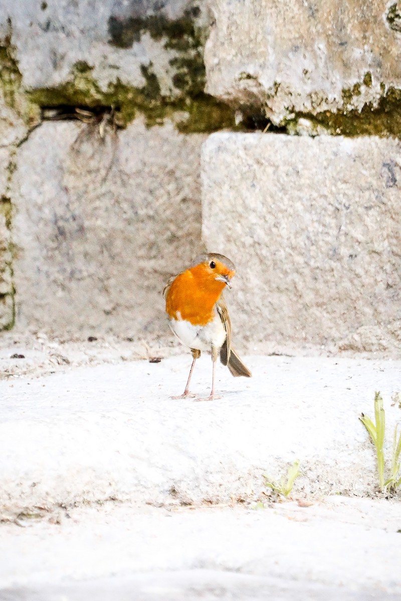 European Robin - Melanie Denois