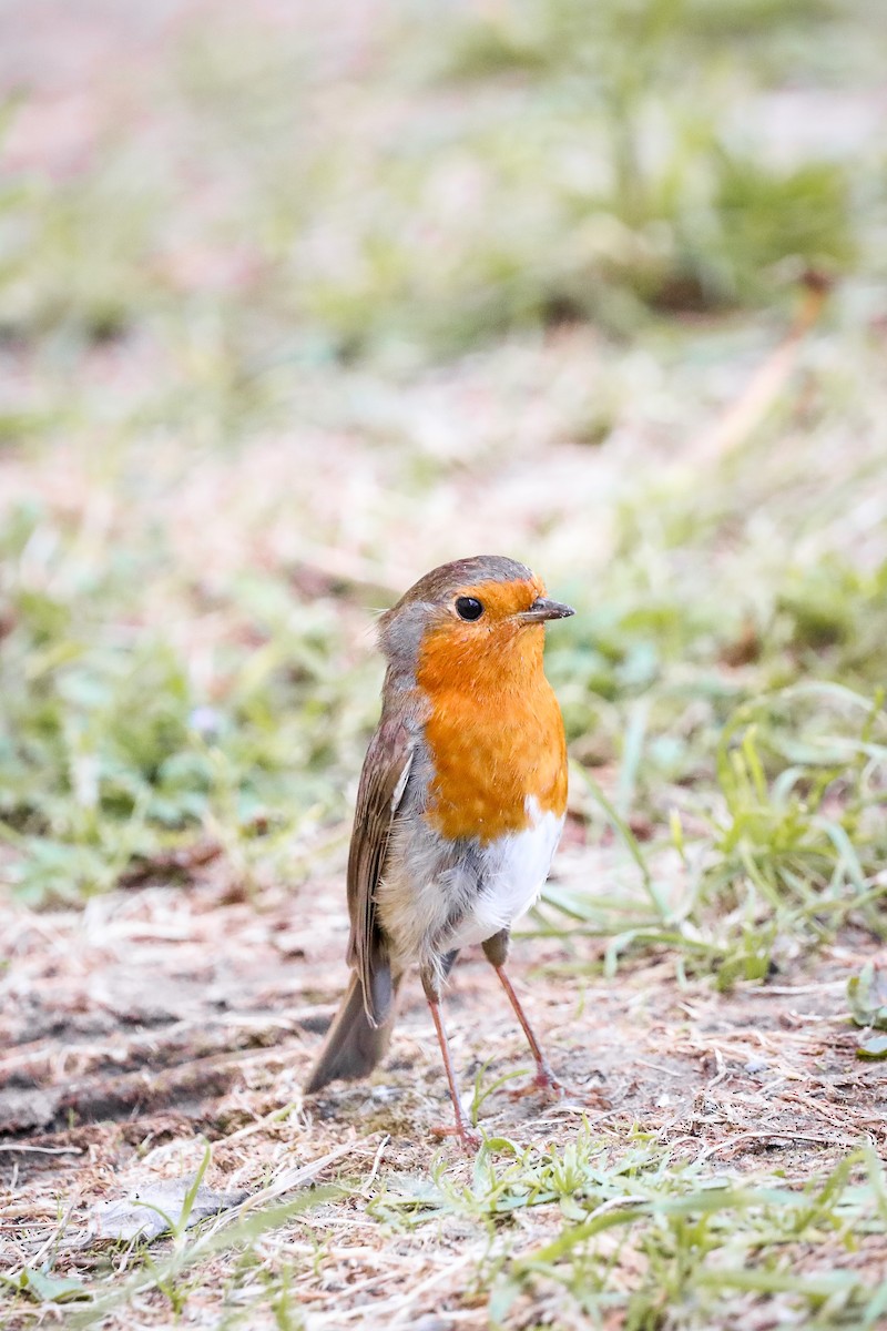 European Robin - Melanie Denois