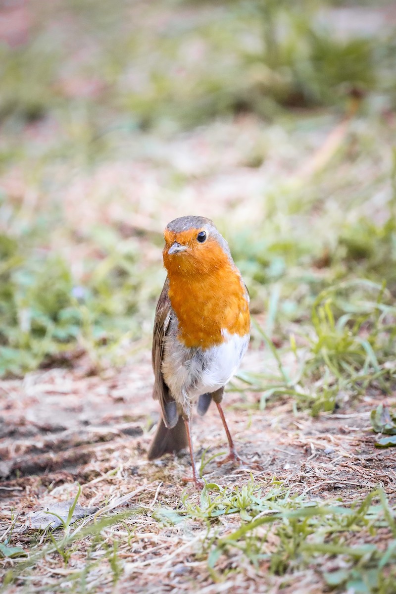 European Robin - Melanie Denois