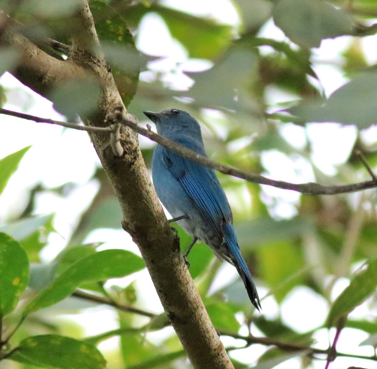 Verditer Flycatcher - Afsar Nayakkan