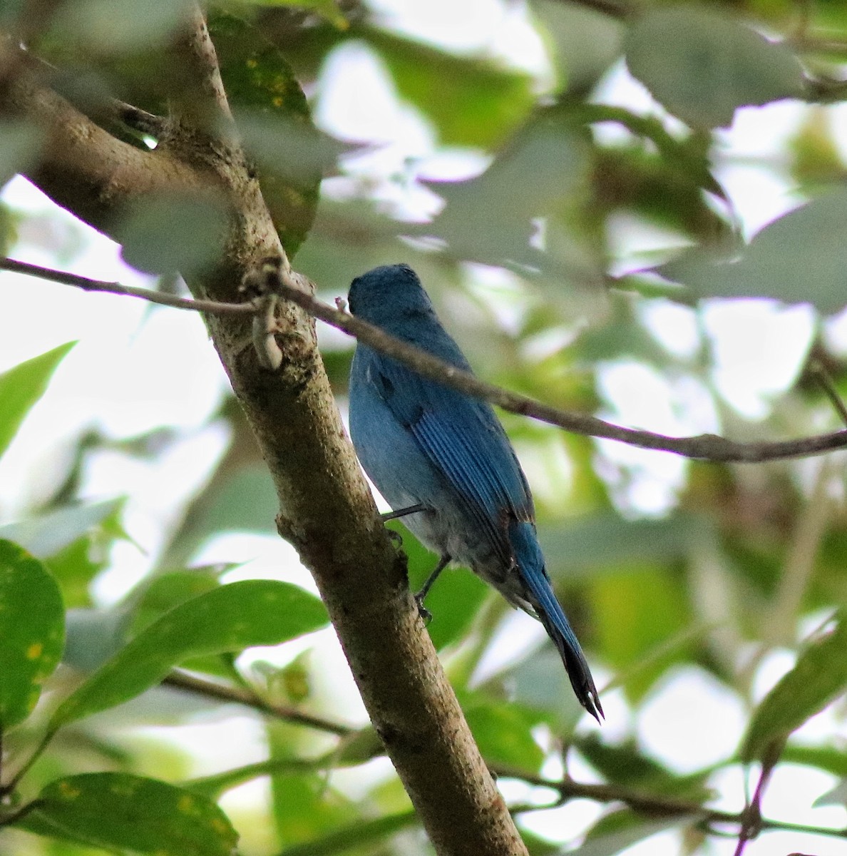 Verditer Flycatcher - Afsar Nayakkan