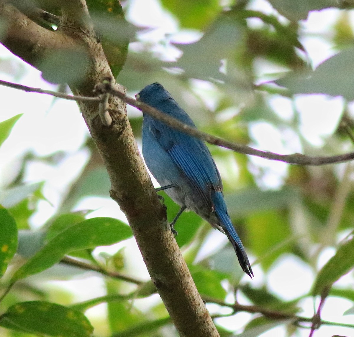 Verditer Flycatcher - Afsar Nayakkan