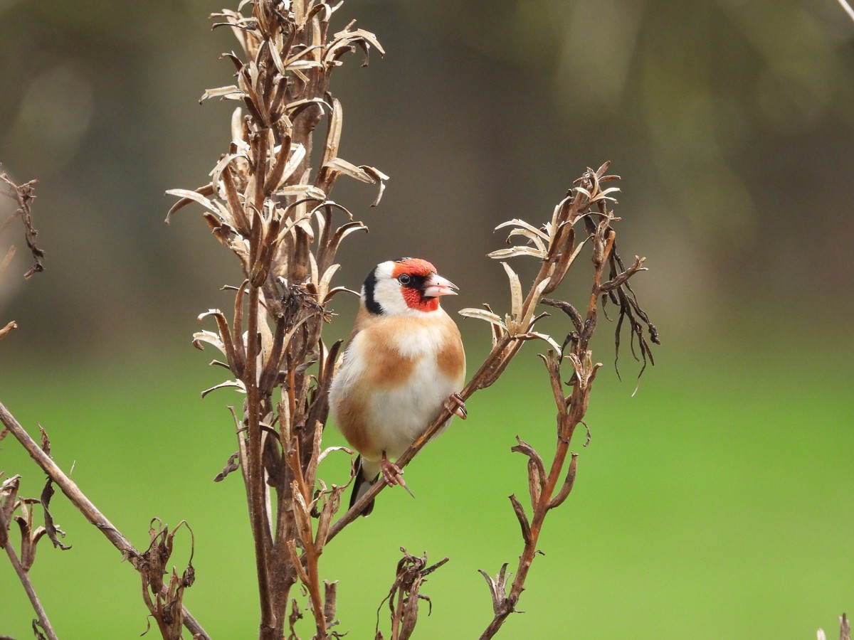 European Goldfinch - Guido Van den Troost