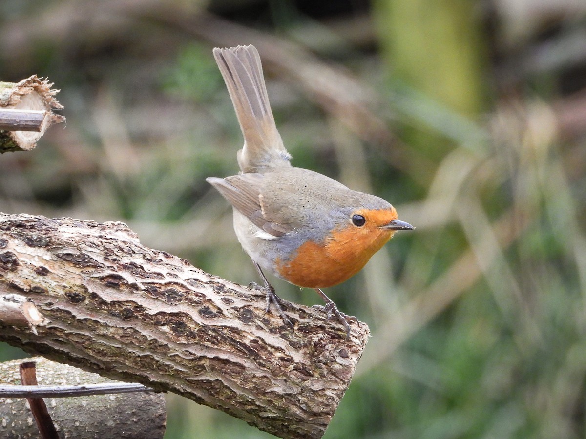 European Robin - Guido Van den Troost