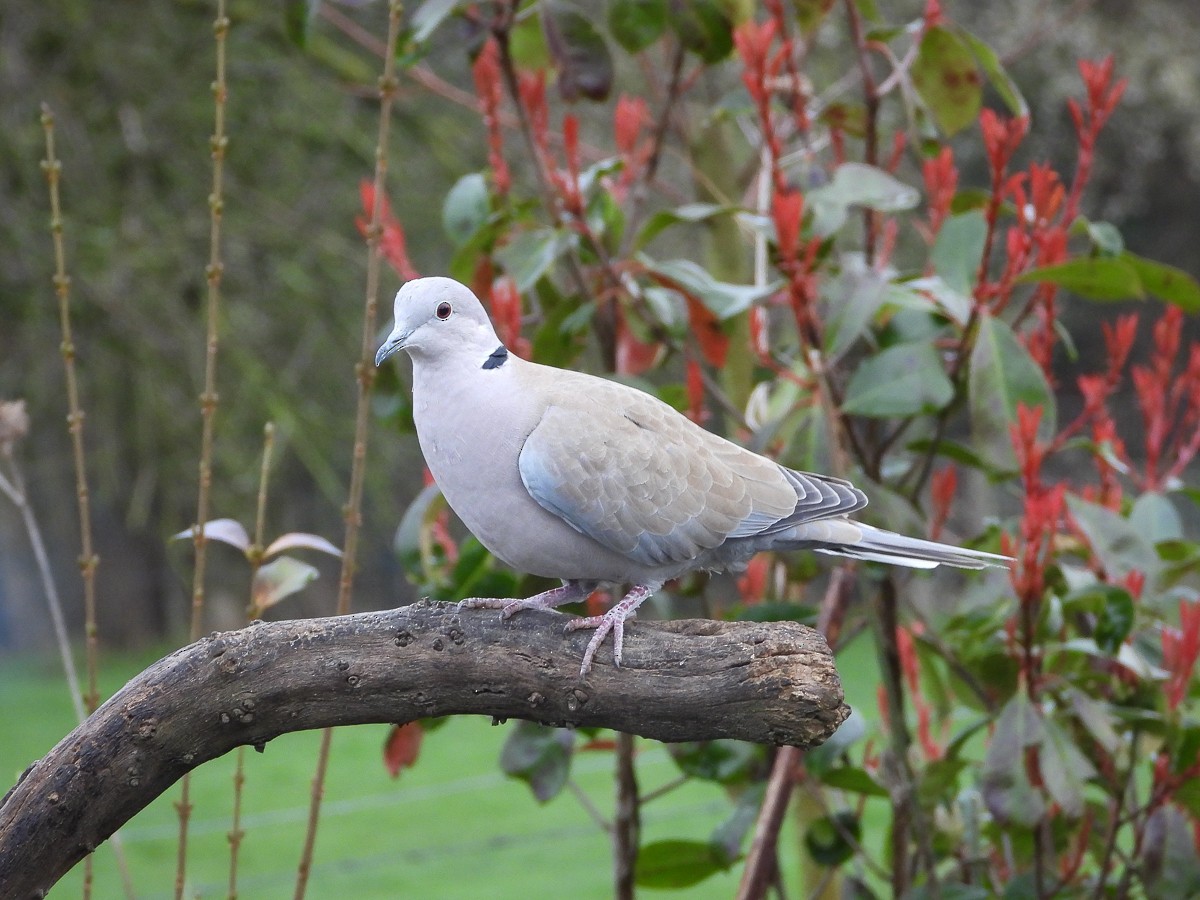 Eurasian Collared-Dove - Guido Van den Troost