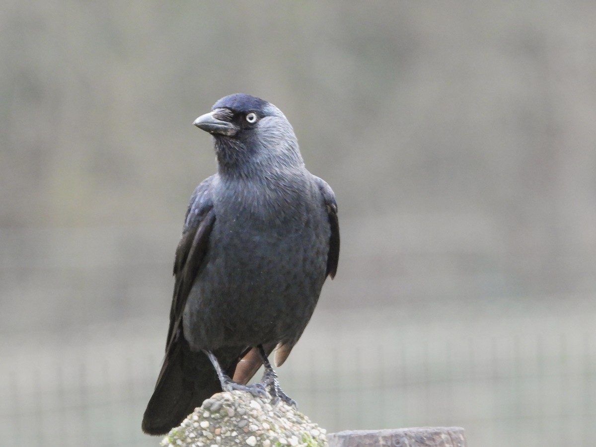 Eurasian Jackdaw - Guido Van den Troost