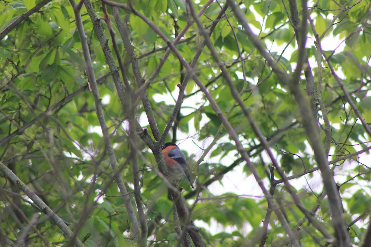 Eurasian Bullfinch - ML618877563