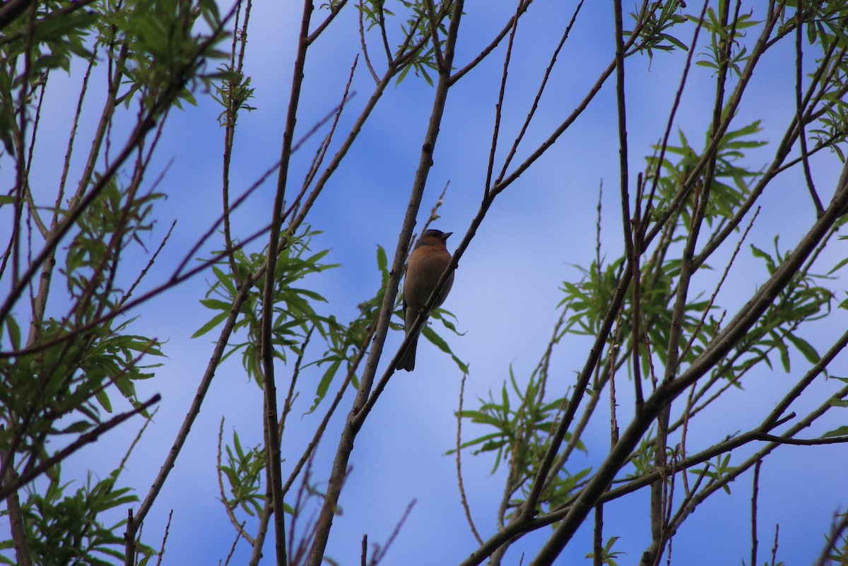 Common Chaffinch - Edgar Joly