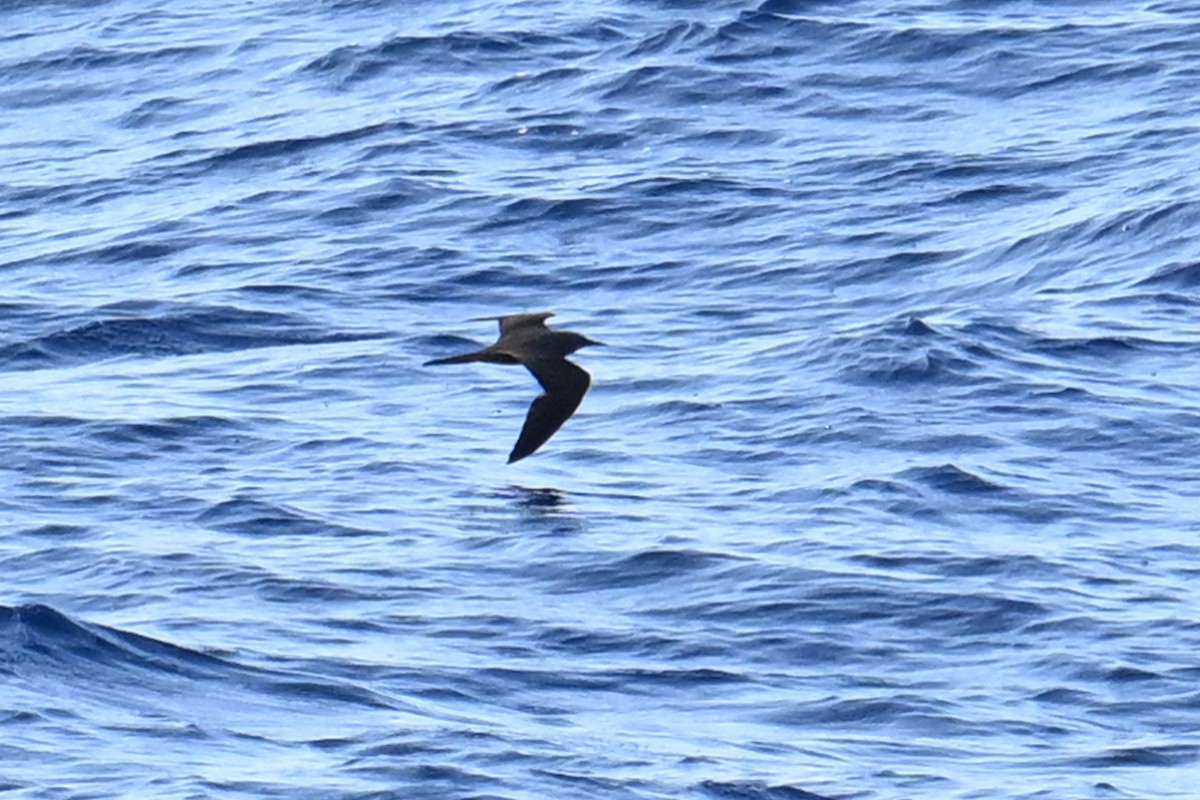 Brown Noddy - Qin Huang