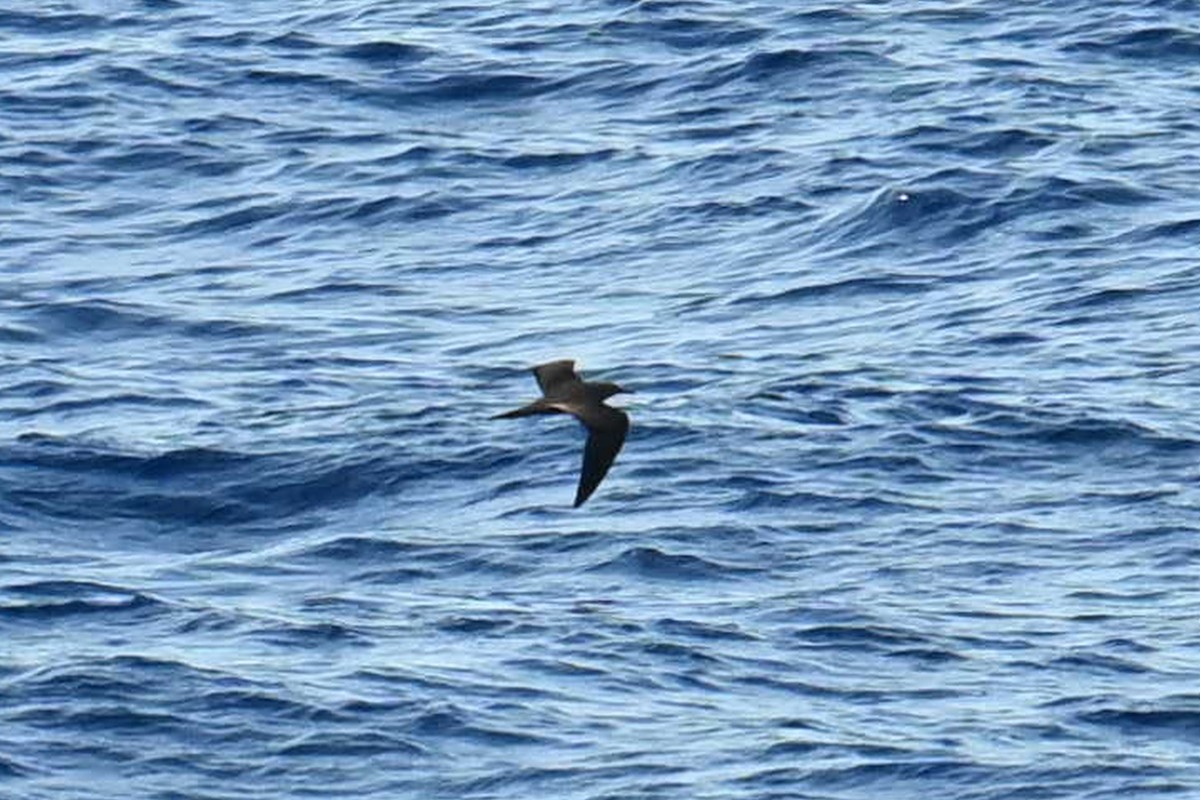 Brown Noddy - Qin Huang