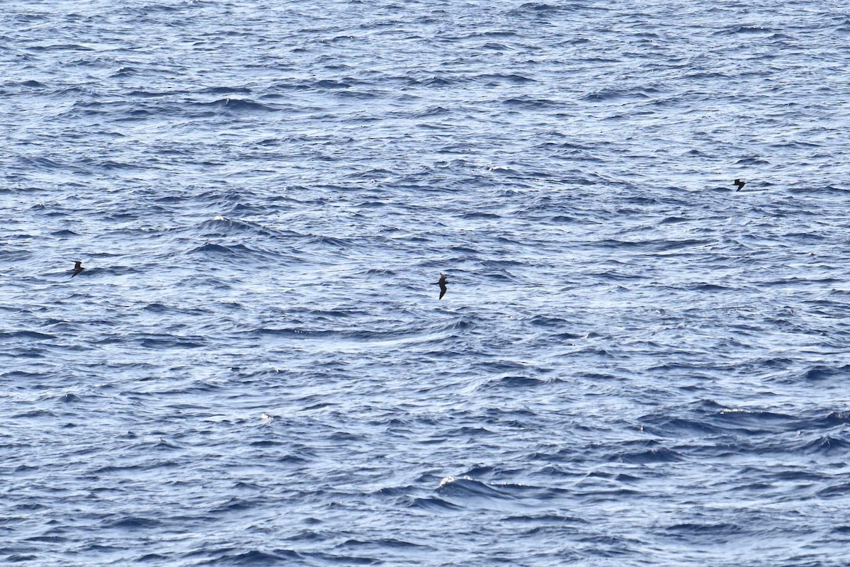 Brown Noddy - Qin Huang