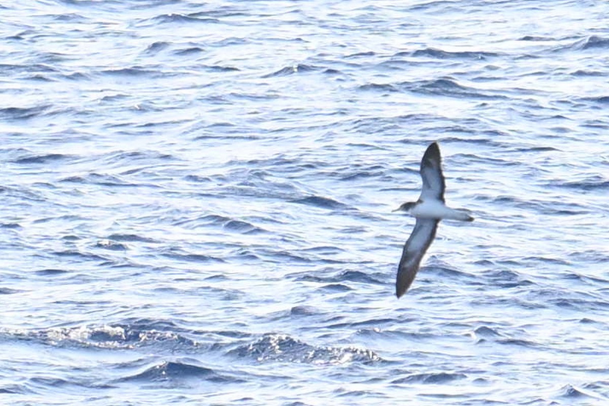 Streaked Shearwater - Qin Huang