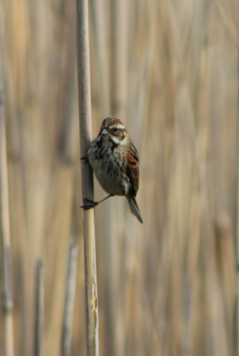 Reed Bunting - ML618877580