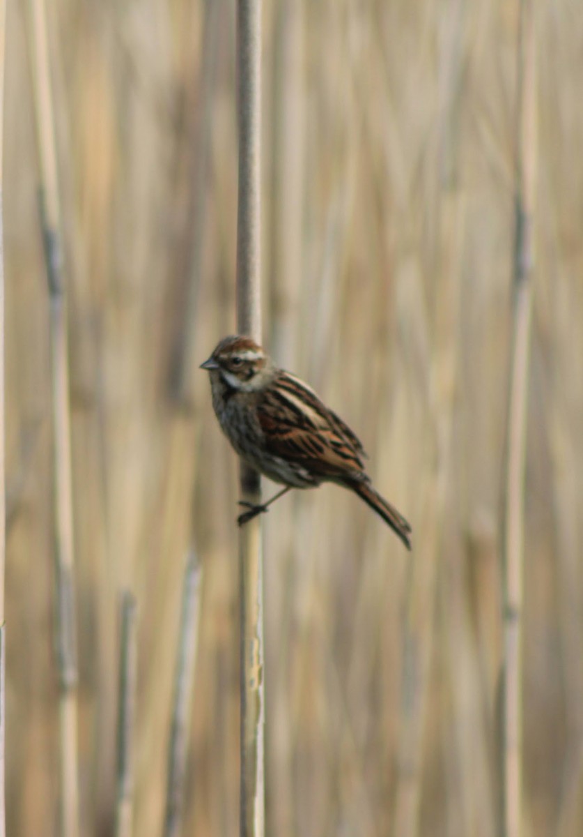 Reed Bunting - Edgar Joly