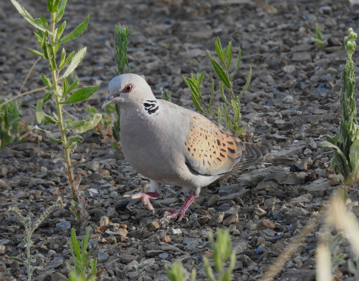 European Turtle-Dove - ML618877583