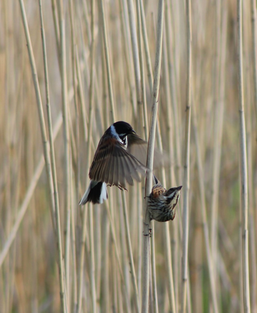 Reed Bunting - ML618877584