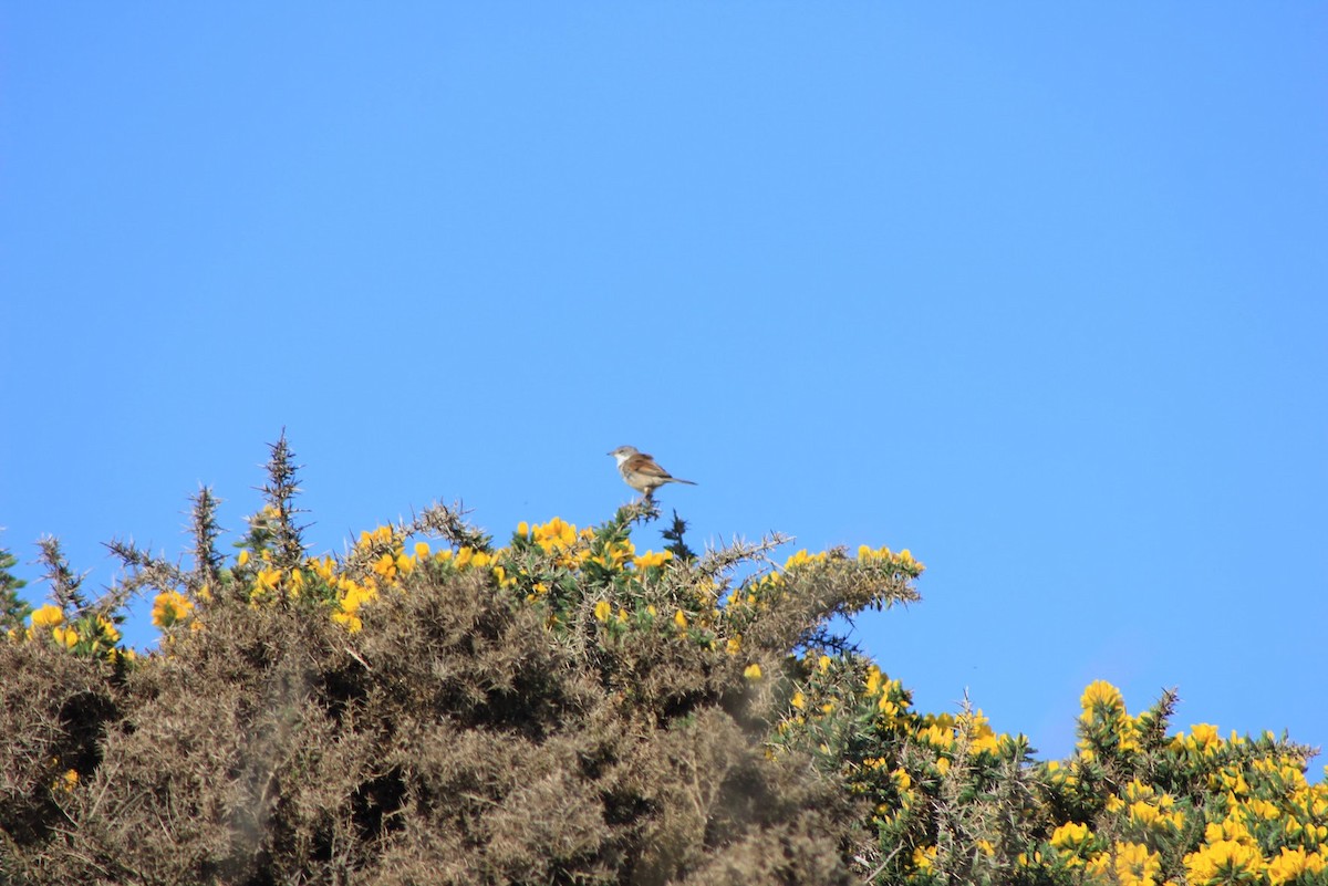 Greater Whitethroat - ML618877599