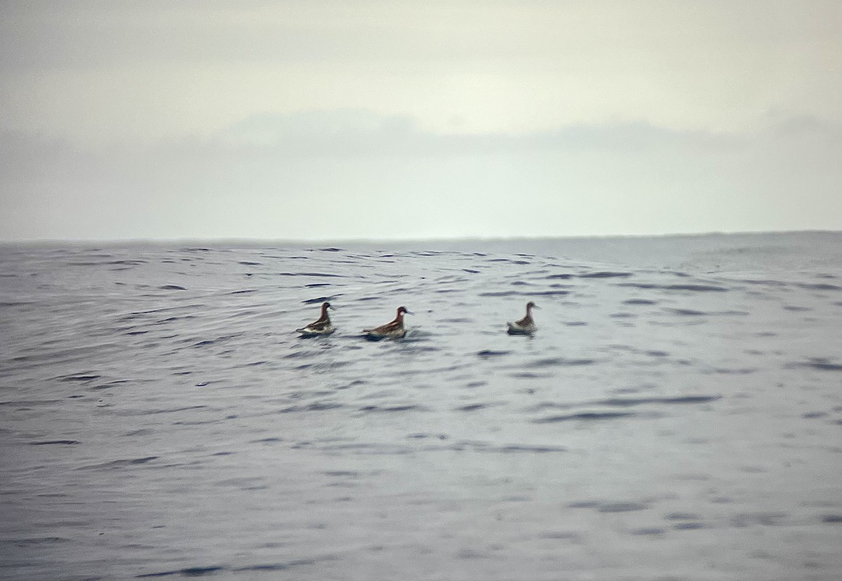 Red-necked Phalarope - ML618877634