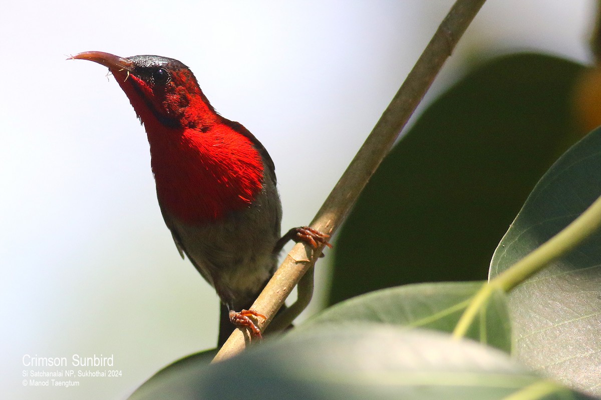 Crimson Sunbird - Manod Taengtum