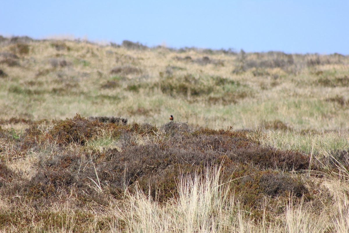 European Stonechat - Edgar Joly