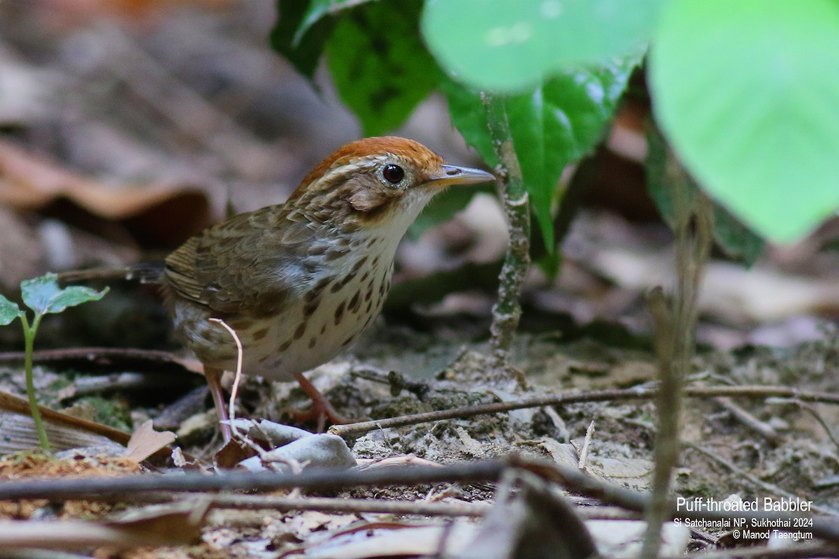 Puff-throated Babbler - Manod Taengtum