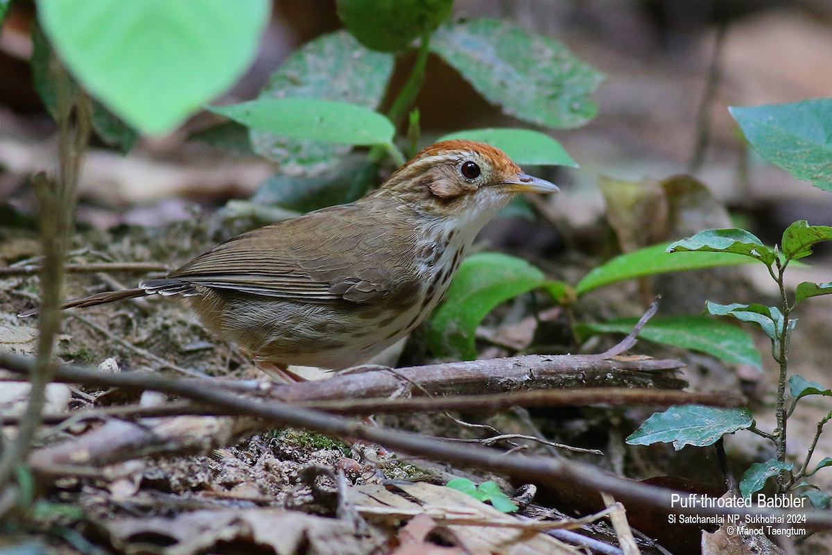 Puff-throated Babbler - Manod Taengtum