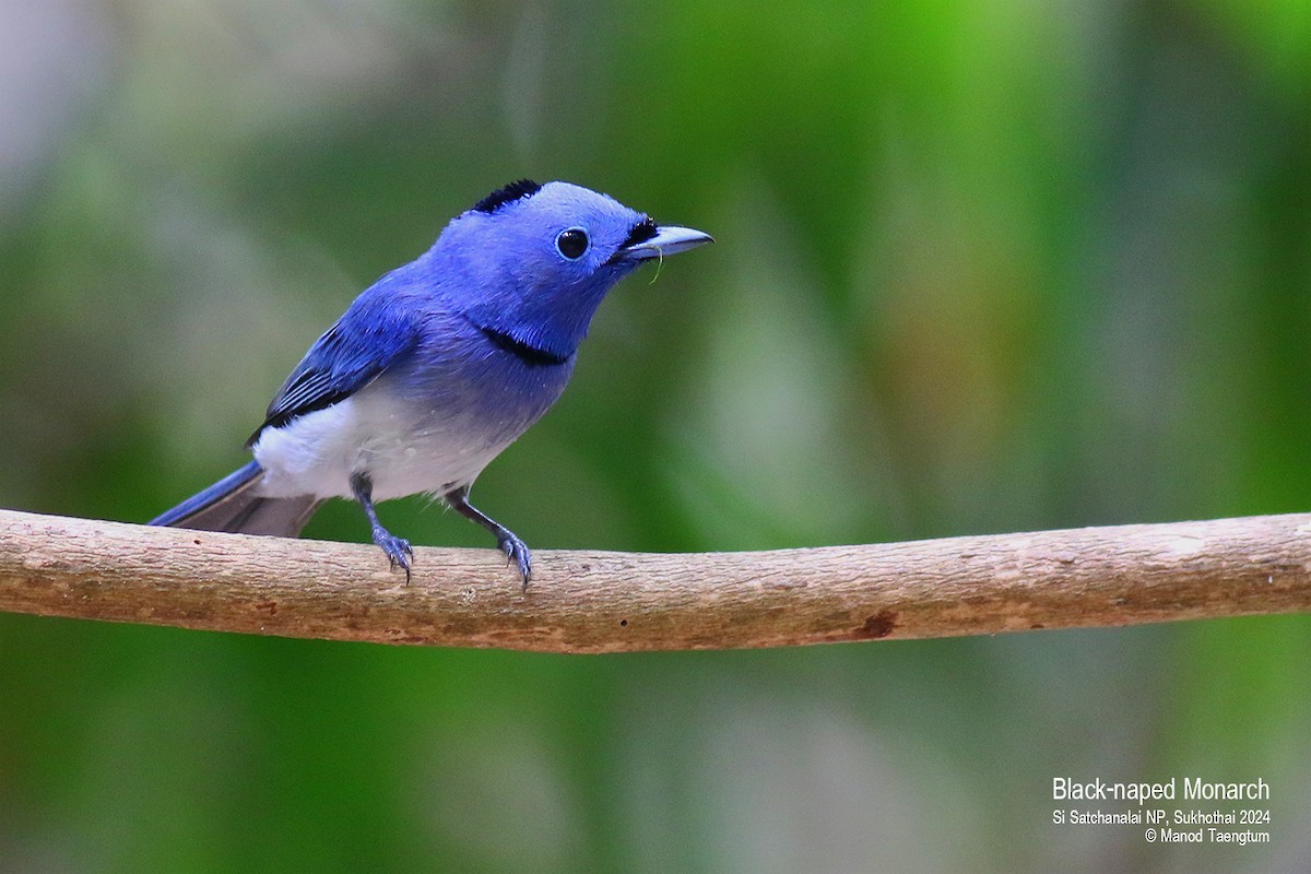 Black-naped Monarch - ML618877650