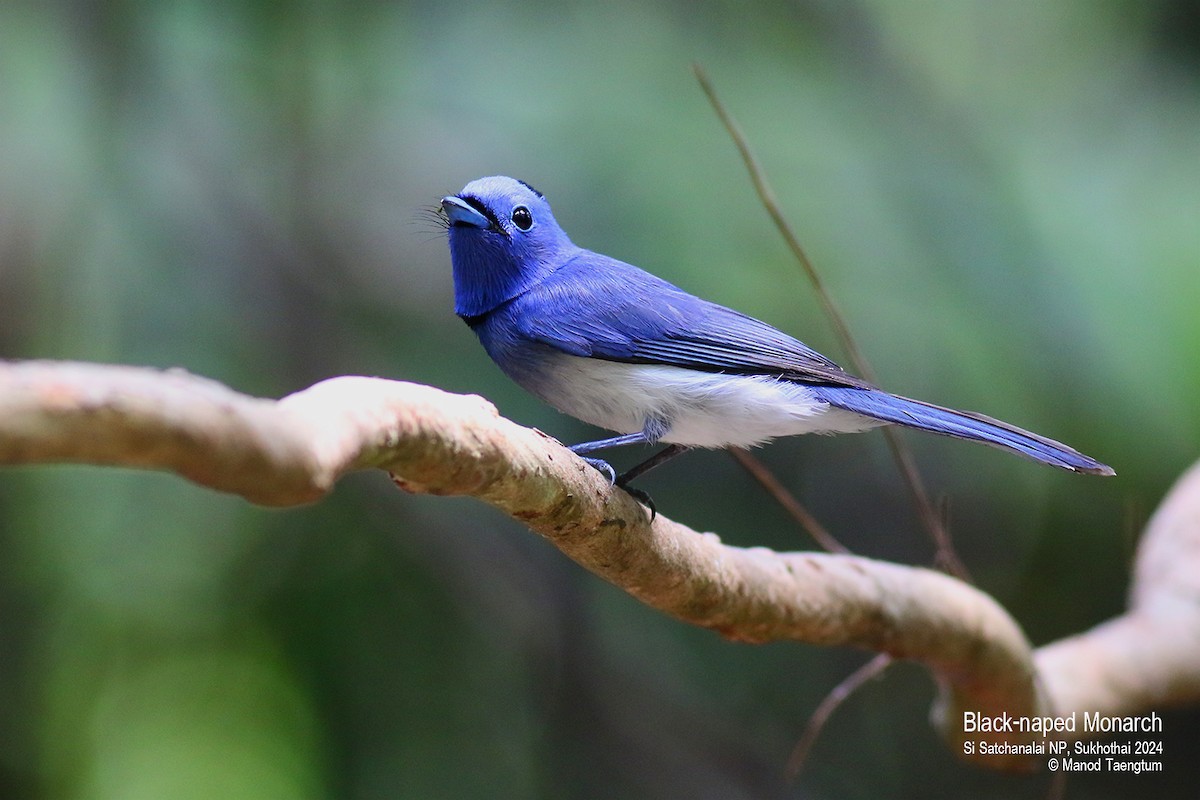 Black-naped Monarch - Manod Taengtum