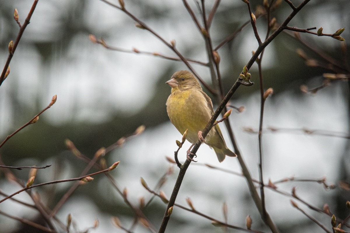 European Greenfinch - Guido Van den Troost