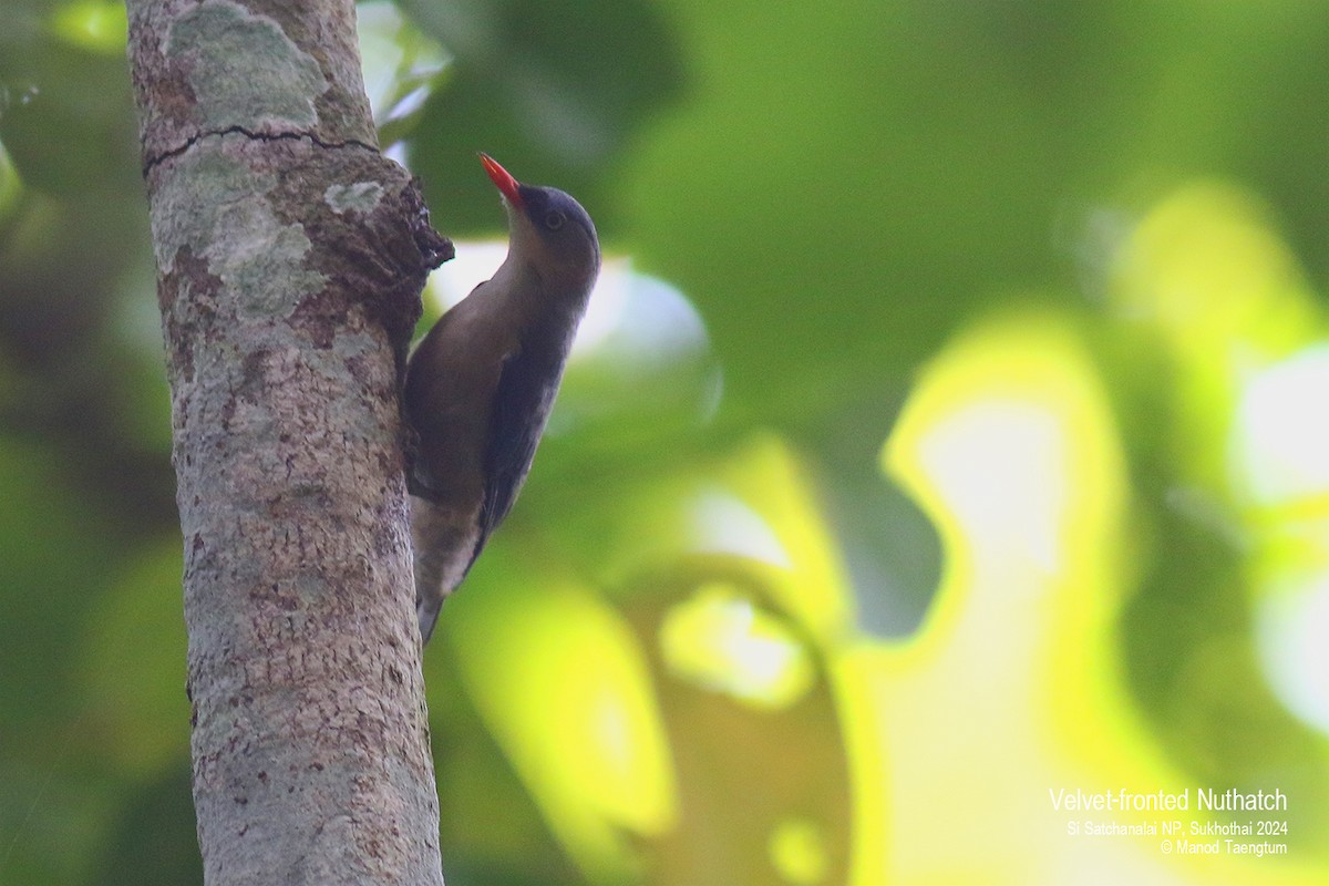 Velvet-fronted Nuthatch - ML618877667