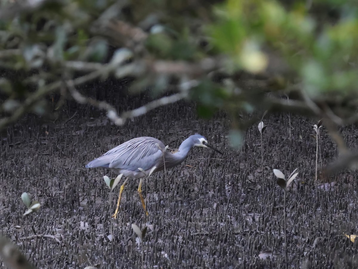 White-faced Heron - Heather Williams