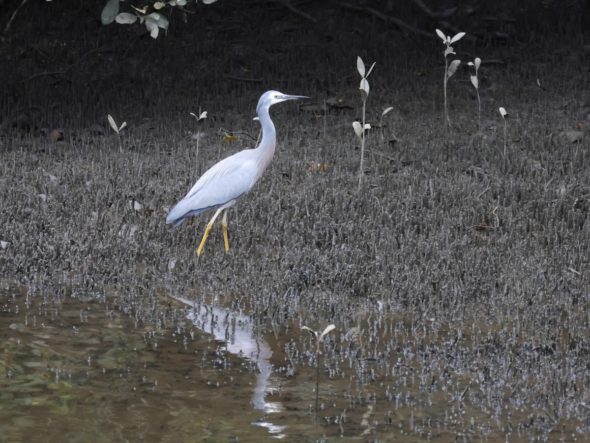 White-faced Heron - Heather Williams