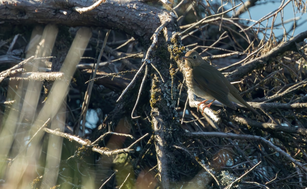 Swainson's Thrush (Russet-backed) - Connor Cochrane