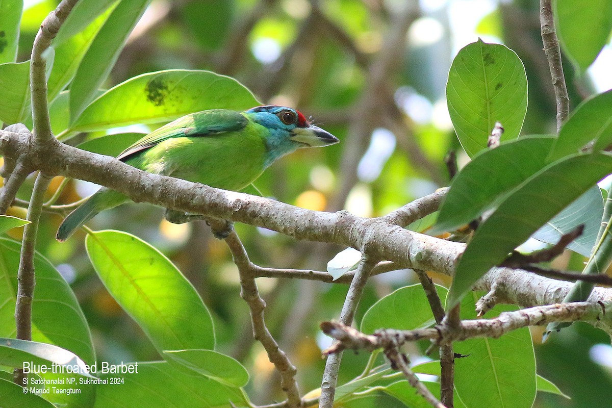 Blue-throated Barbet (Blue-crowned) - Manod Taengtum