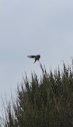 Willow Warbler - Edgar Joly