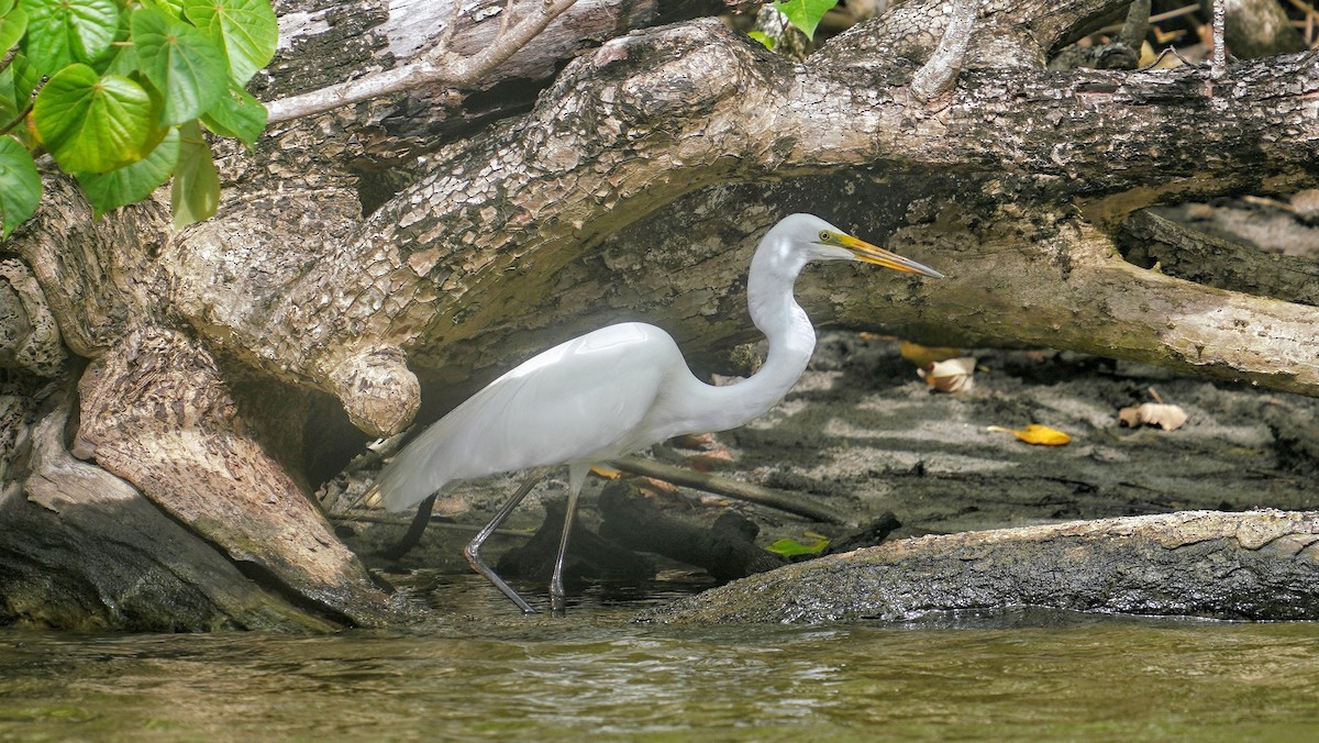 Great Egret (modesta) - 父島 迷鳥