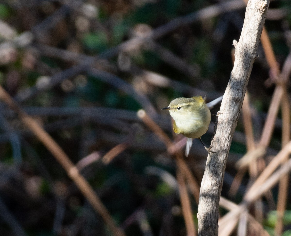 Buff-barred Warbler - ML618877694