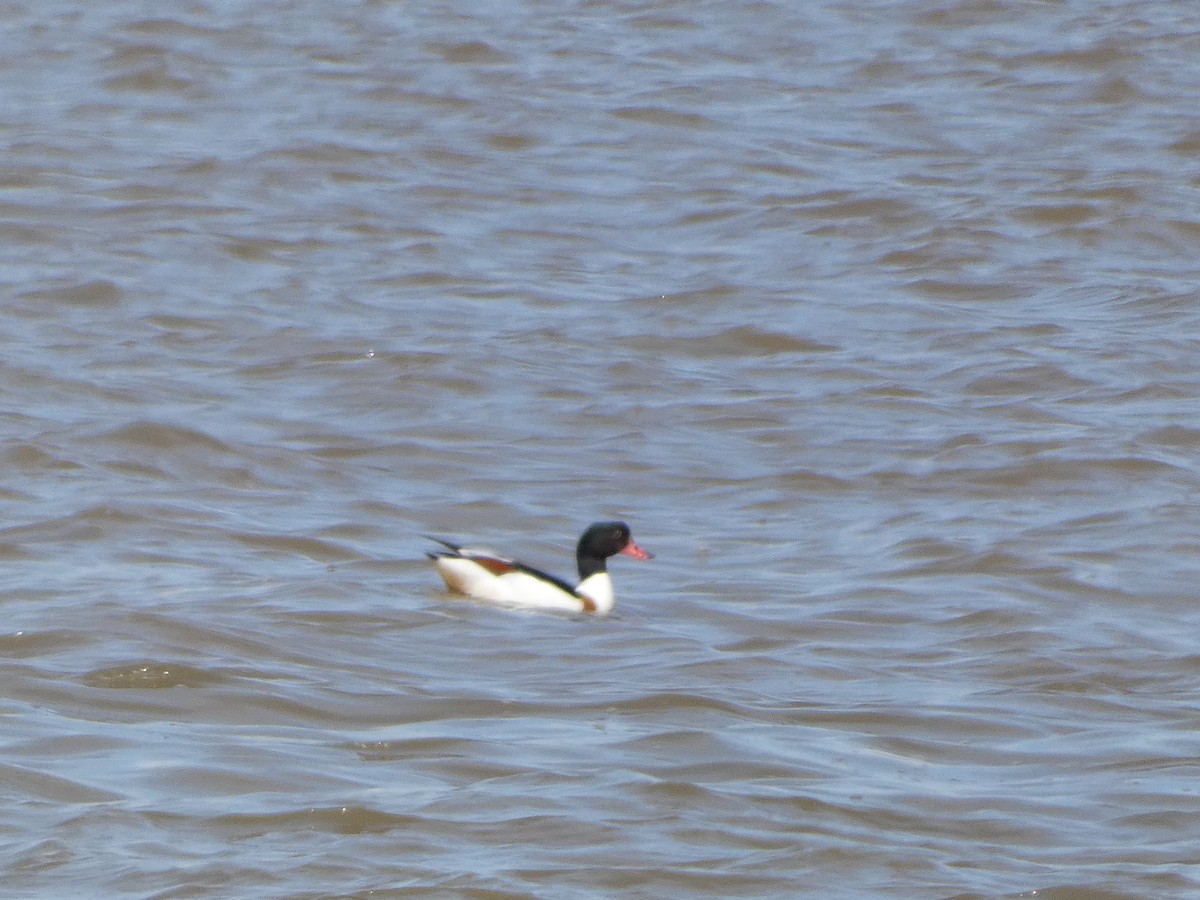 Common Shelduck - Mike Tuer