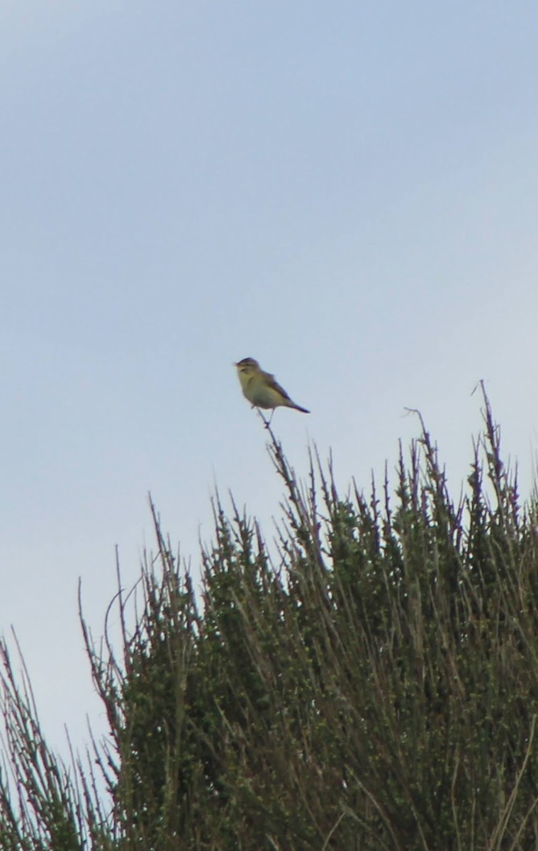 Willow Warbler - ML618877699