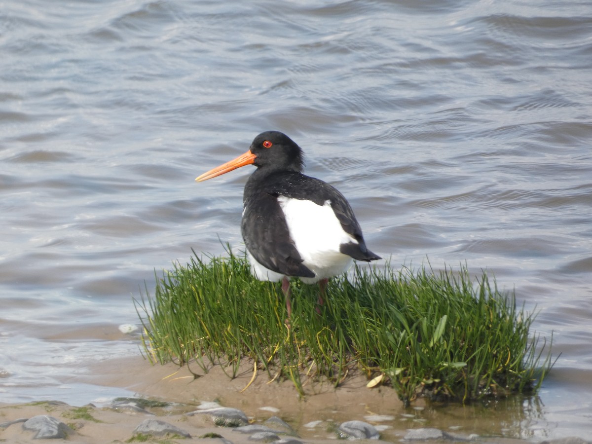 Eurasian Oystercatcher - Mike Tuer