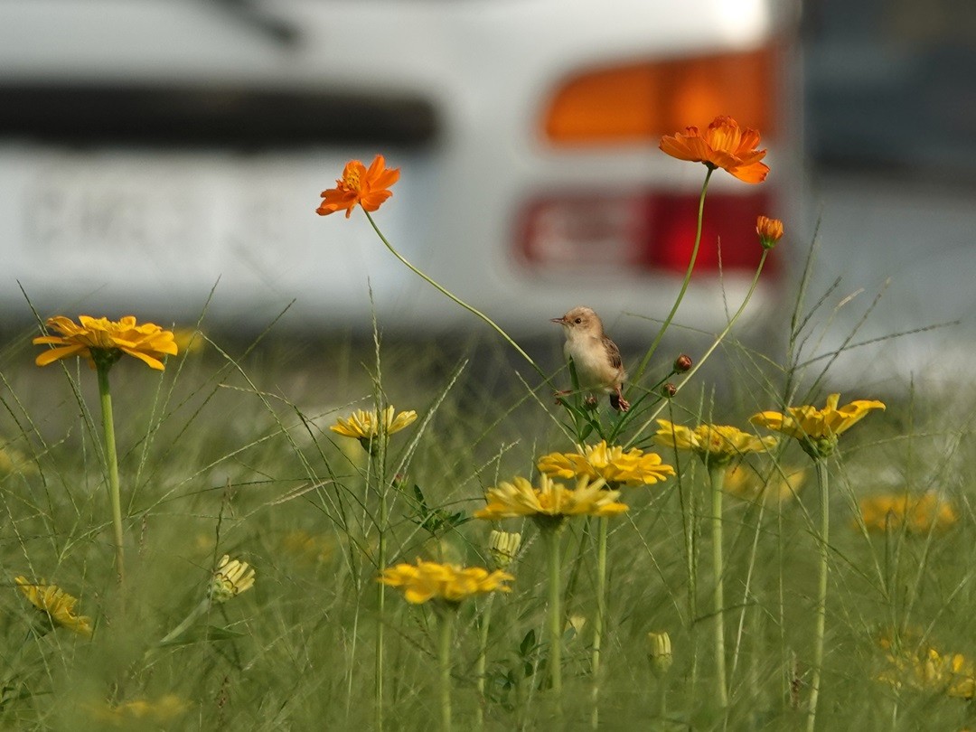 Golden-headed Cisticola - Ann Huang