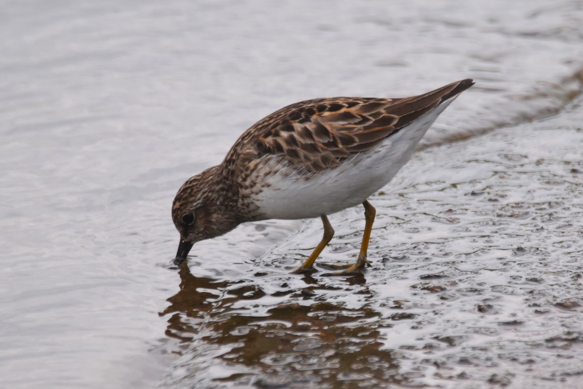 Least Sandpiper - Old Sam Peabody