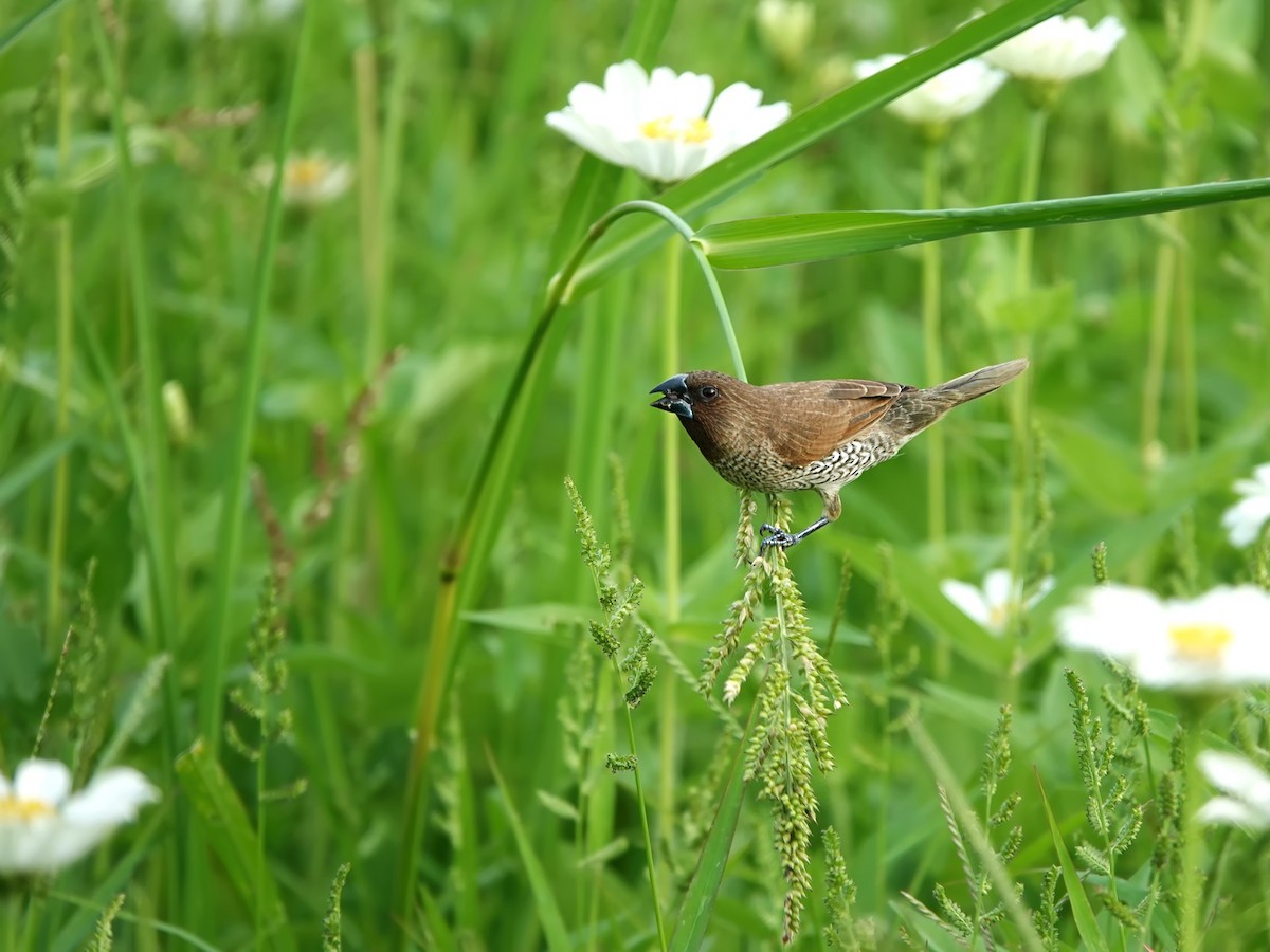 Scaly-breasted Munia - Ann Huang