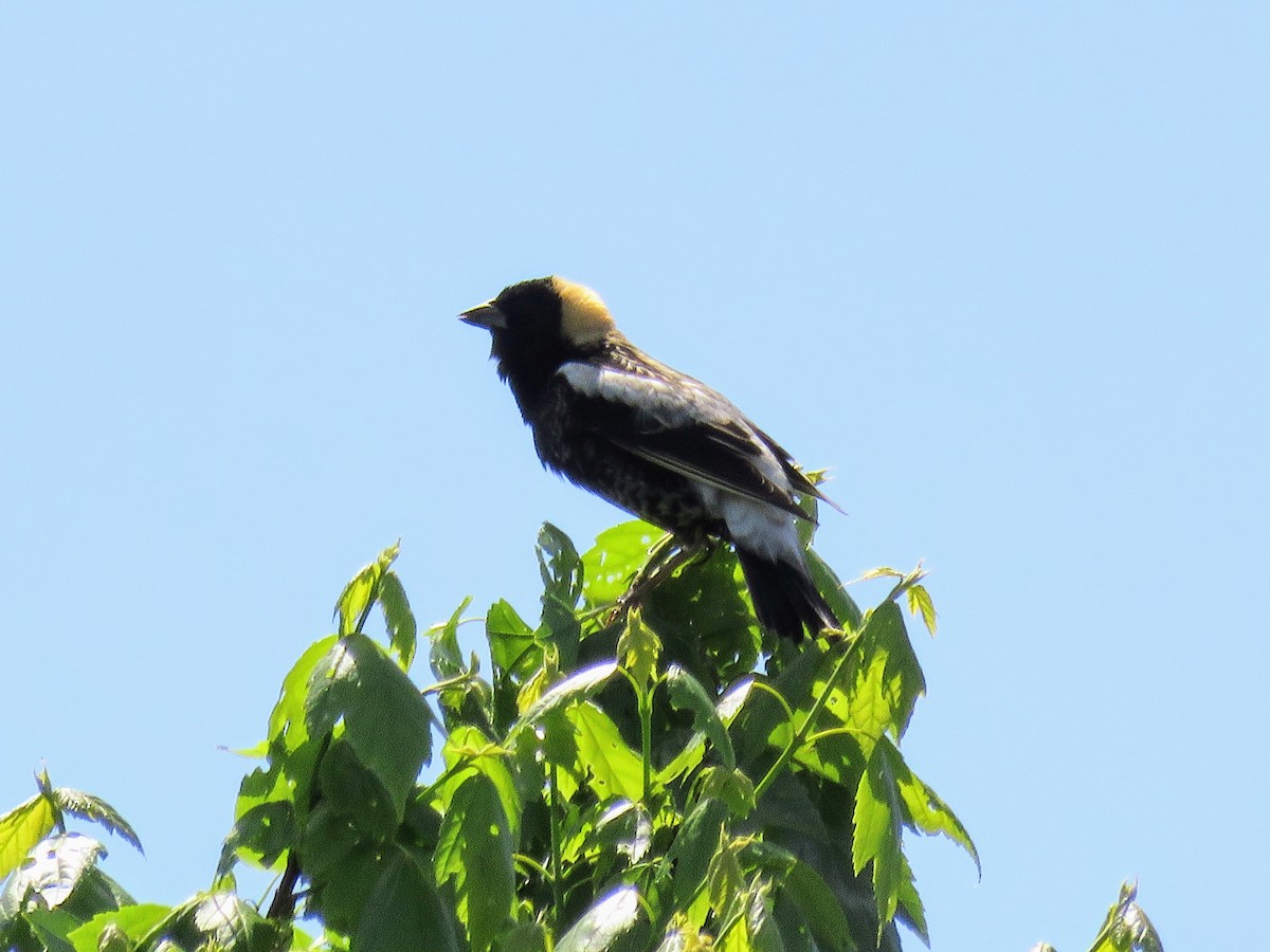 Bobolink - d w