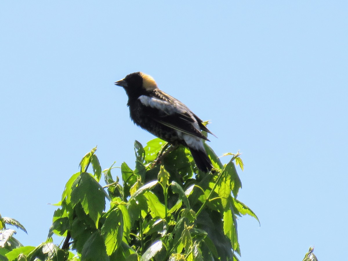 Bobolink - d w